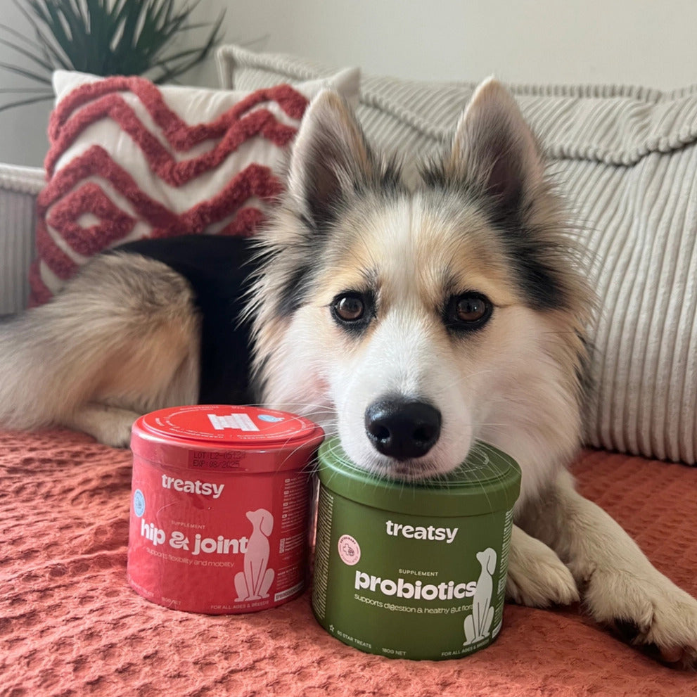 Complément alimentaire mobilité pour chiens