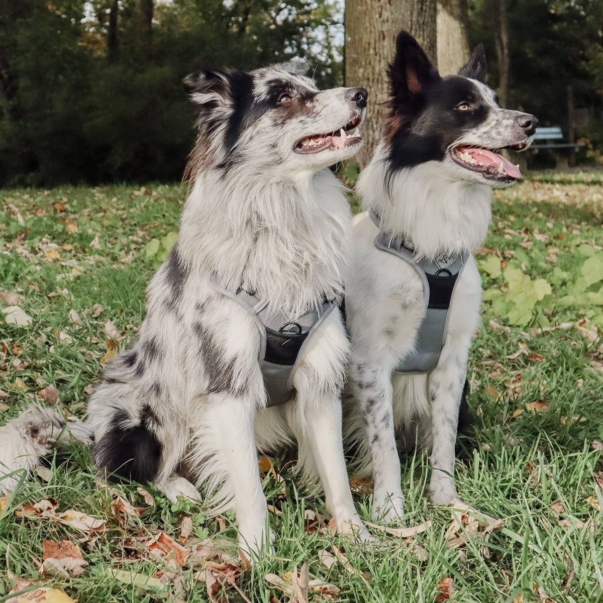 Harnais réfléchissant anti-traction pour chiens