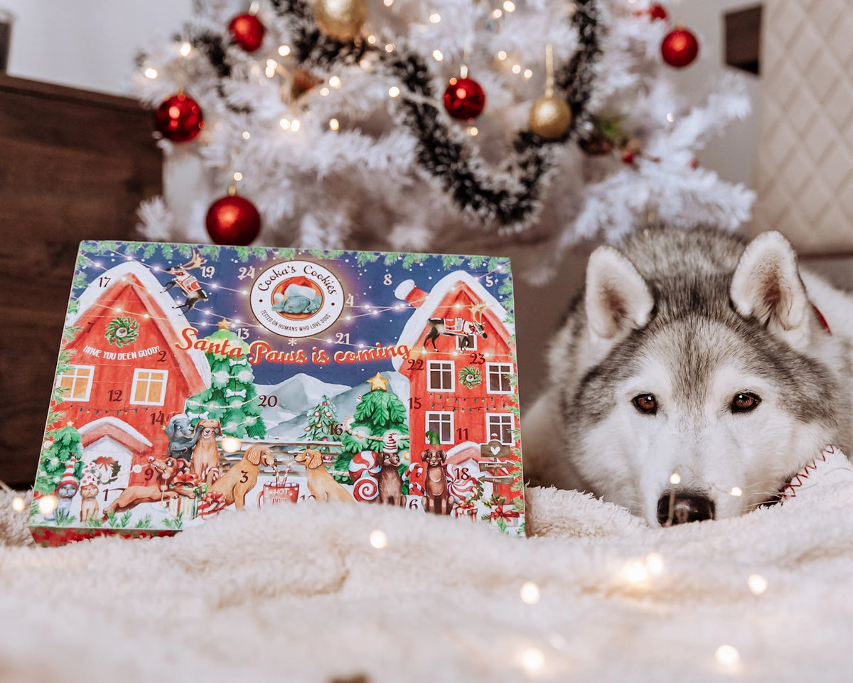 Adventskalender mit 48 Leckerlis für Hunde