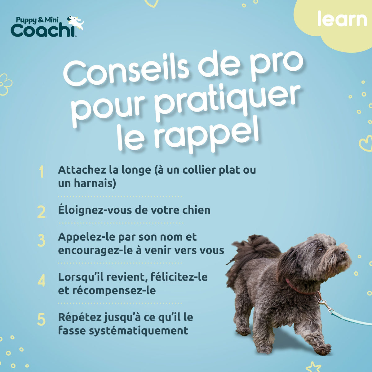 Longe waterproof pour chiots et chiens de petite taille