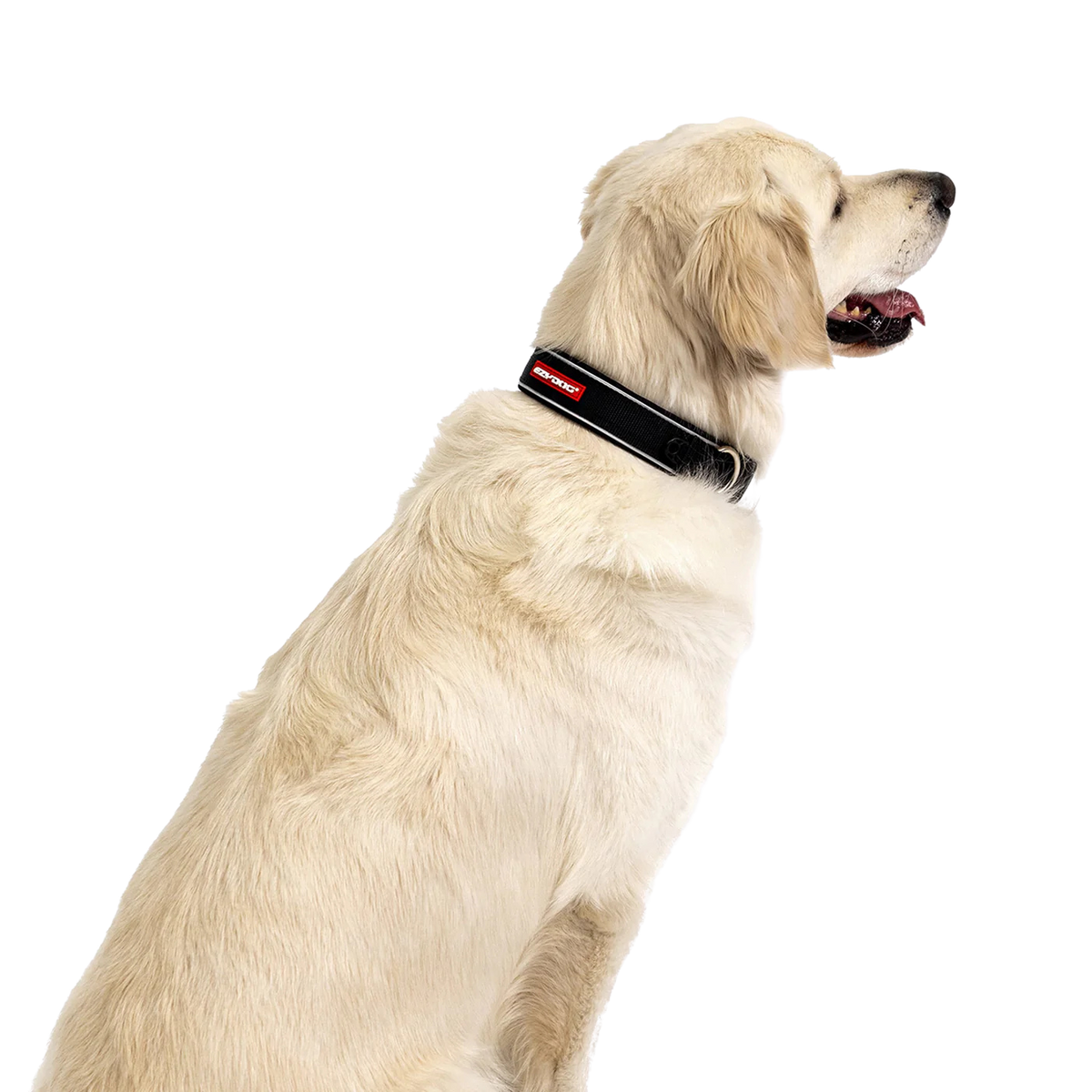 Neo-Classic-Halsband aus Neopren für Hunde