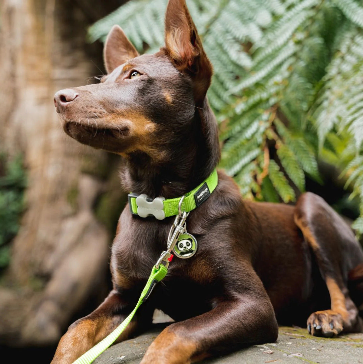 Verstellbares Nylonhalsband für Hunde