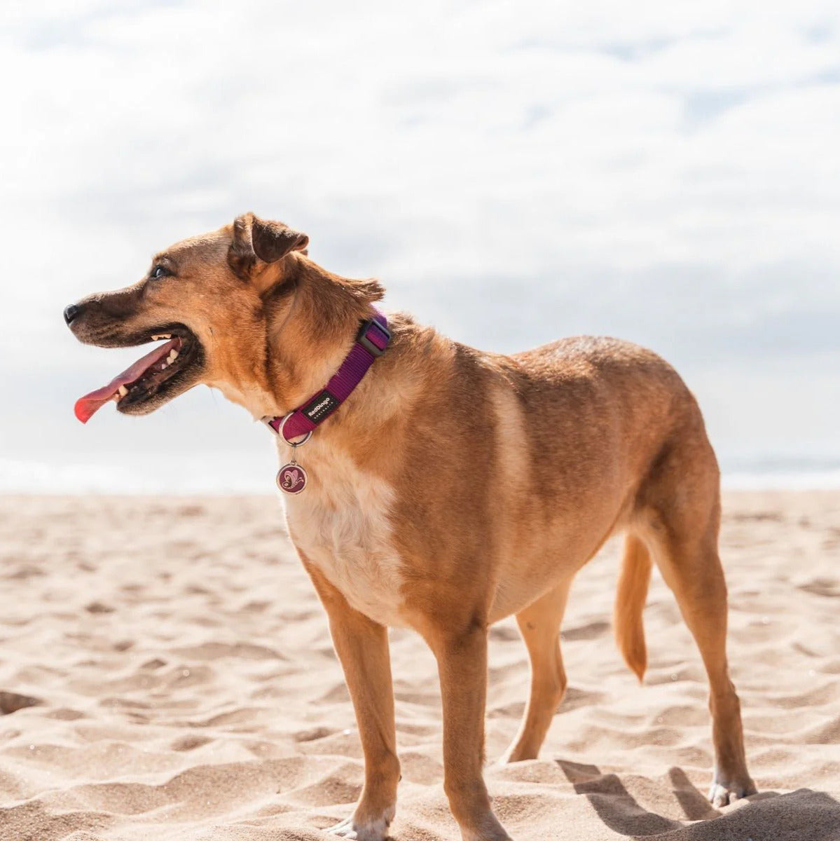 Verstellbares Nylonhalsband für Hunde