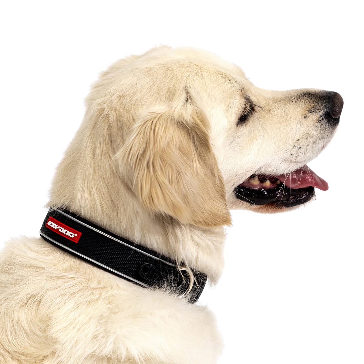 Collier Neo Classic en néoprène pour chiens