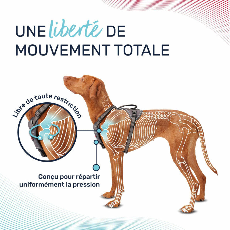 Anatomisches, verstellbares Hundegeschirr
