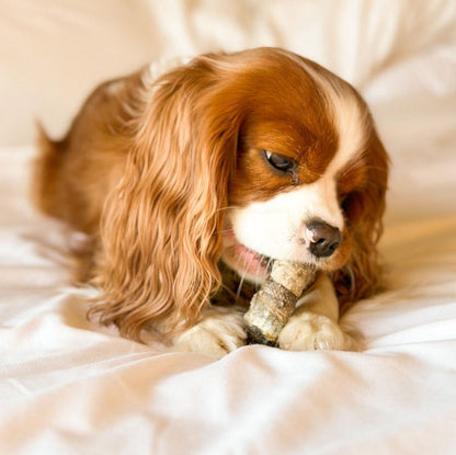 Donut de morue et petites friandises croquantes pour chiens