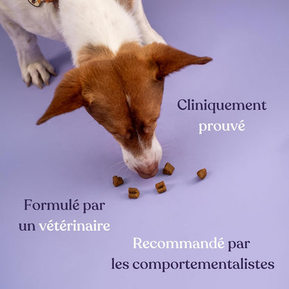 Anti-Stress-Nahrungsergänzungsmittel für Hunde