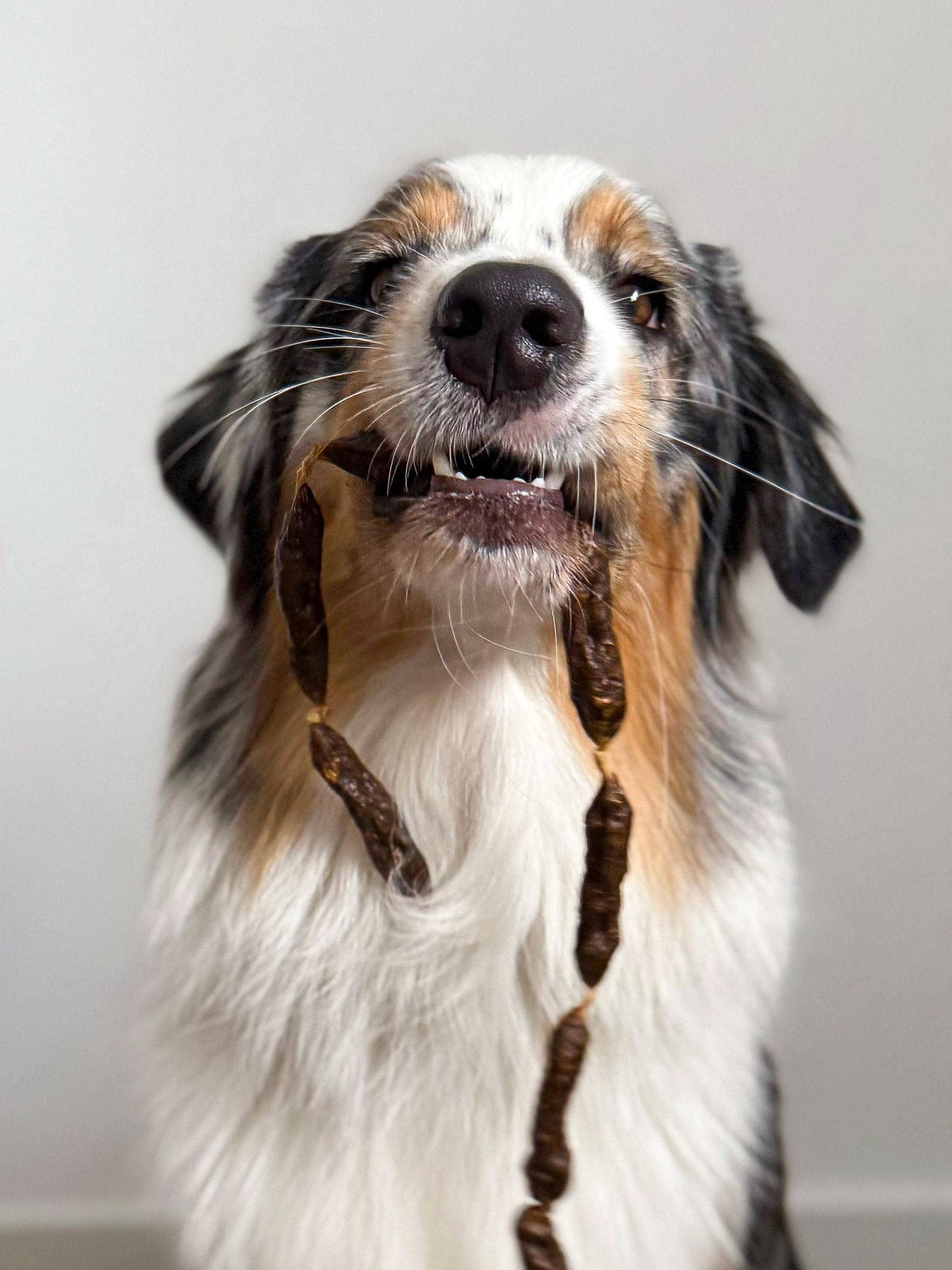 Saucisses séchées de dinde pour chiens
