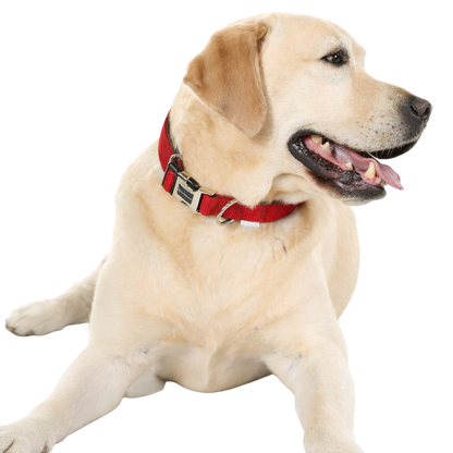 Verstellbares, gepolstertes Hundehalsband