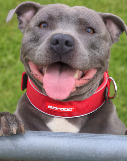Neo-Classic-Halsband aus Neopren für Hunde