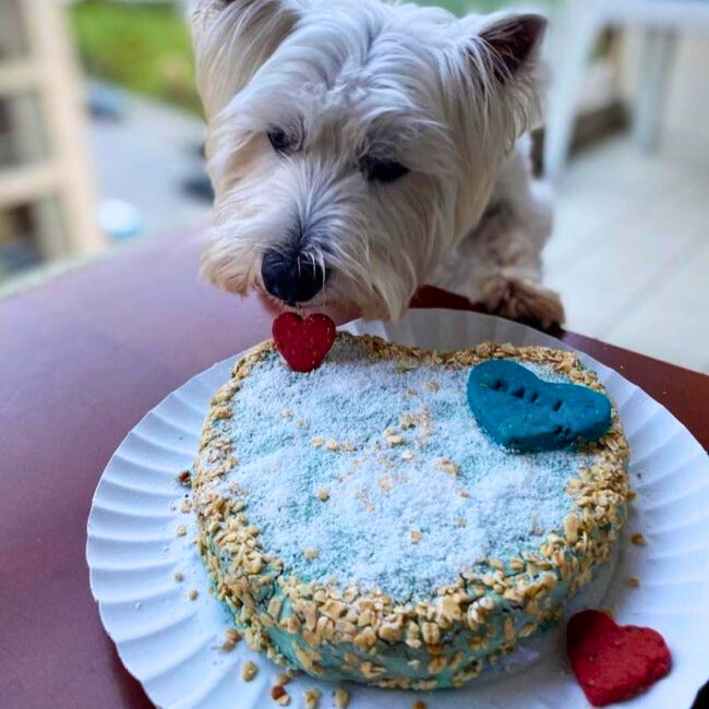 Backset für Krillkuchen für Hunde