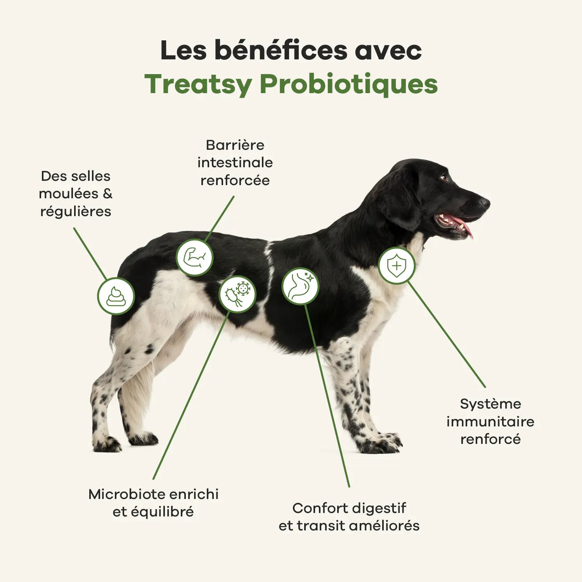 Complément alimentaire probiotiques pour chiens