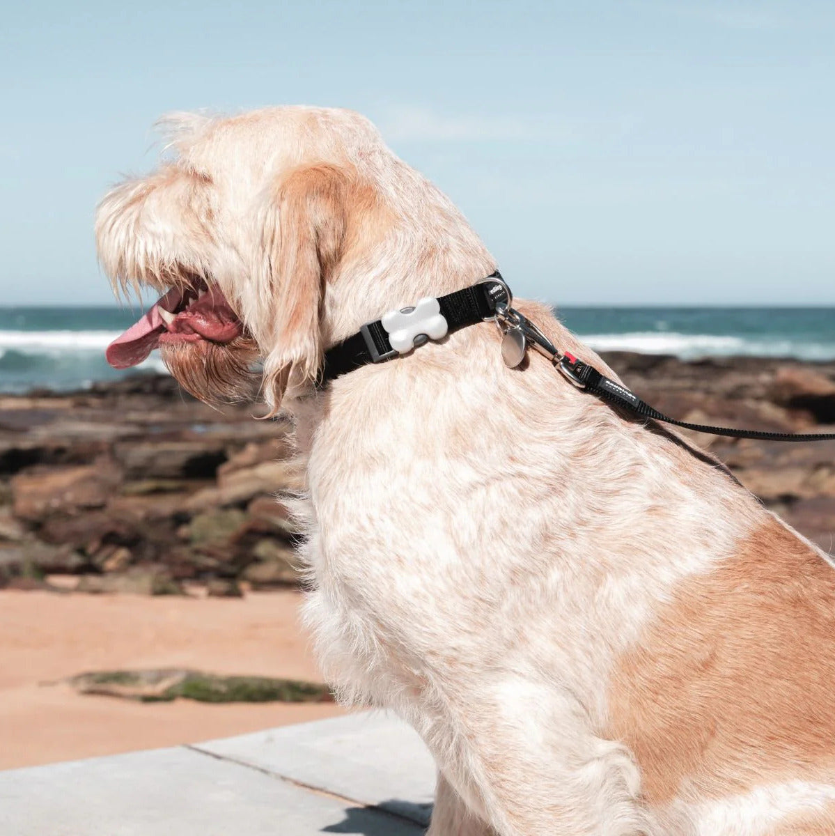 Verstellbares Nylonhalsband für Hunde