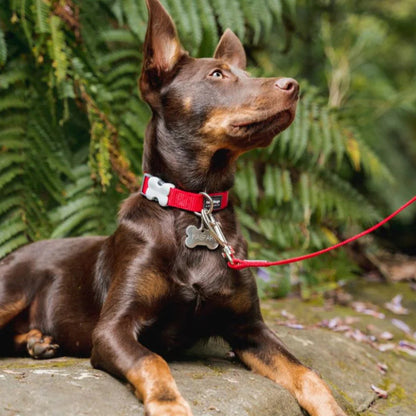 Verstellbares Nylonhalsband für Hunde