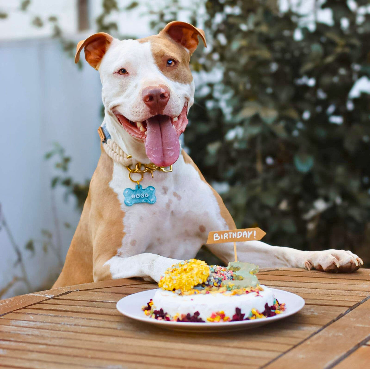 Backset für Krillkuchen für Hunde