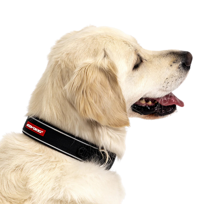 Neo-Classic-Halsband aus Neopren für Hunde