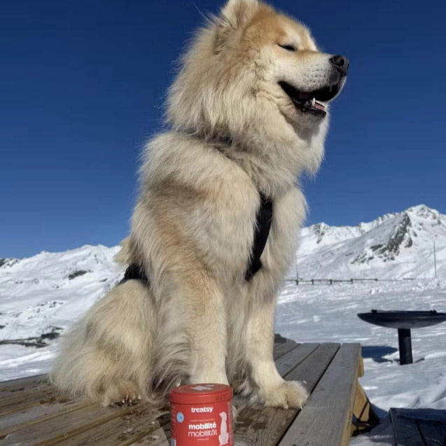 Complément alimentaire mobilité pour chiens