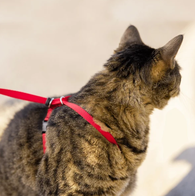 Harnais et laisse Easy Walk® pour chats