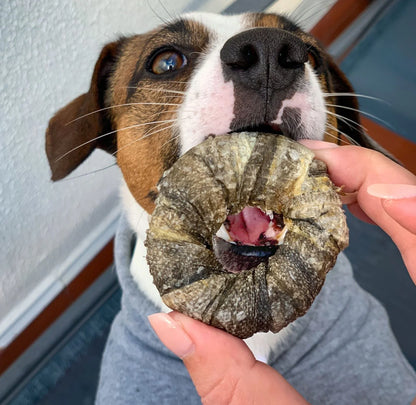 Donut de morue et petites friandises croquantes pour chiens