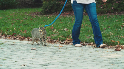 Easy Walk® Geschirr und Leine für Katzen