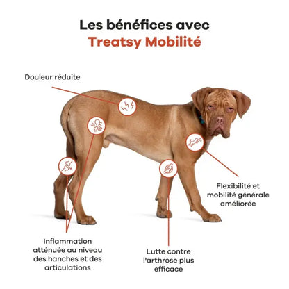 Huile nutritionnelle hanches et articulations des chiens et chats